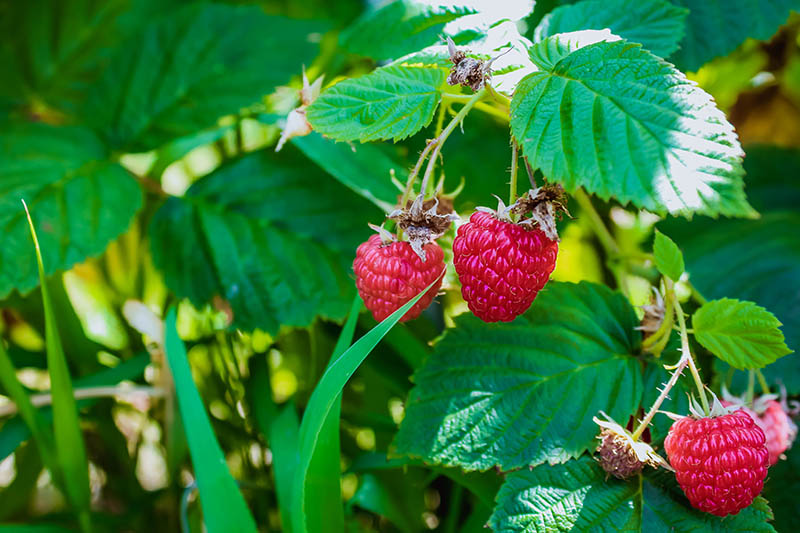 Vente d'arbres fruitiers Coulommiers