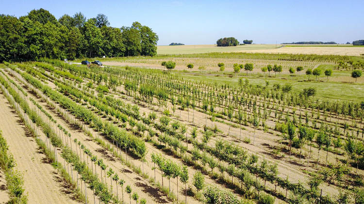 Vente d'arbres fruitiers Coulommiers