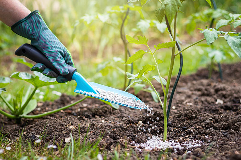 Vente d'arbres fruitiers Coulommiers