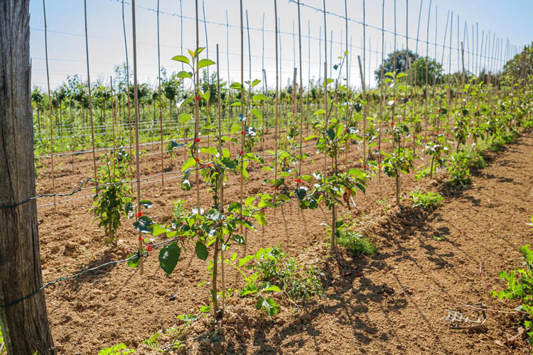 Vente d'arbres d'ornement Coulommiers