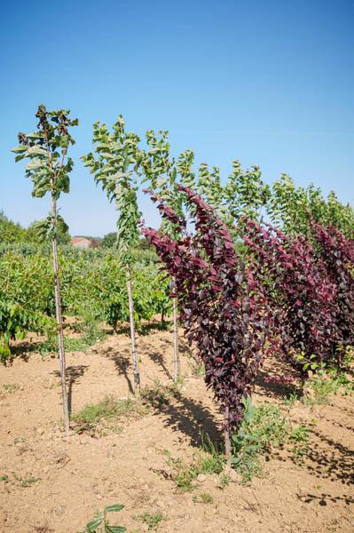 Vente d’arbres Coulommiers