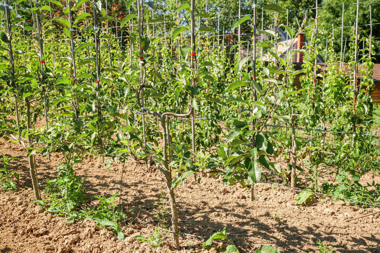 Pépinières Coulommiers