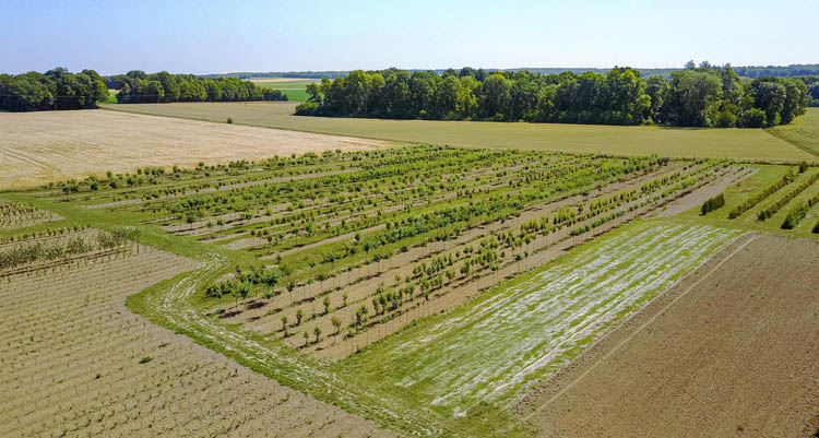 Vente d’arbres Coulommiers