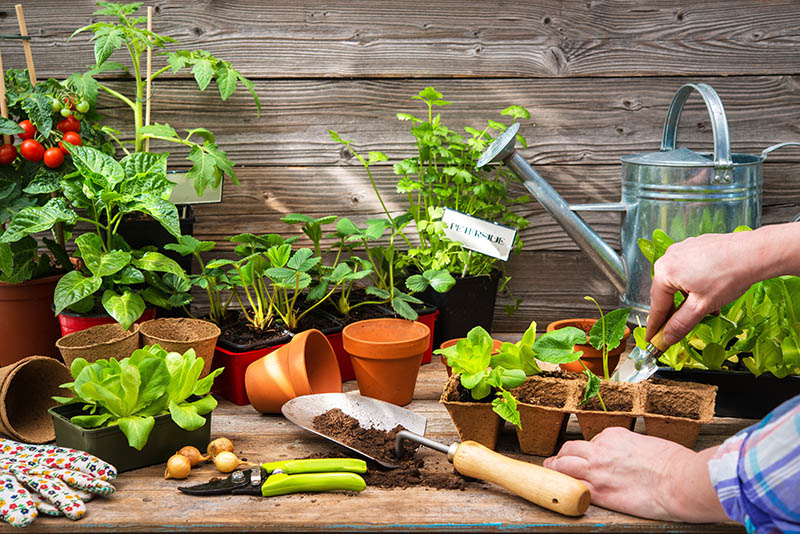 Vente d'arbres fruitiers Coulommiers