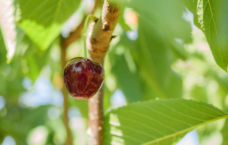 Pépinières Coulommiers