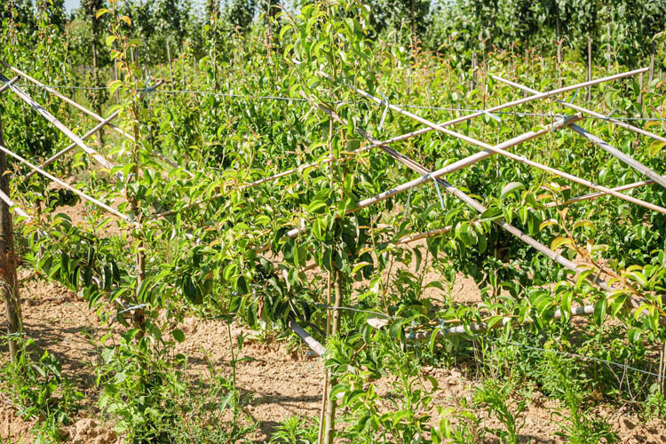 Vente d'arbres d'ornement Coulommiers